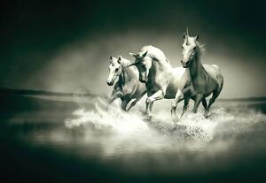 Fototapet - Unicorni galopînd pe apă (254x184 cm)