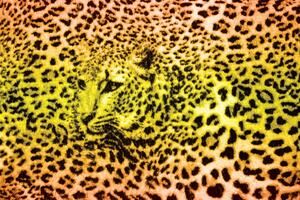 Fototapet - Gepard leopard animal (152,5x104 cm)