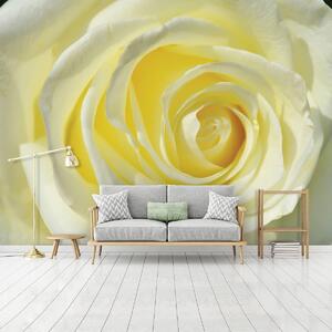 Fototapet - Trandafir galben (152,5x104 cm)