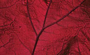 Fototapet - Macro frunză - roșie (152,5x104 cm)