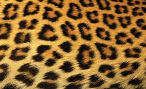 Fototapet - Fibre de păr de leopard (254x184 cm)