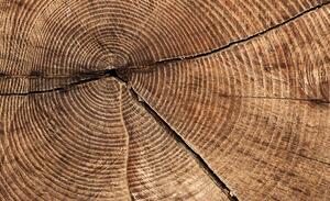Fototapet - Secțiunea prin trunchiul de copac (152,5x104 cm)