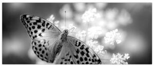 Tablou - Detailu cu fluture care polenizează floare (120x50 cm)