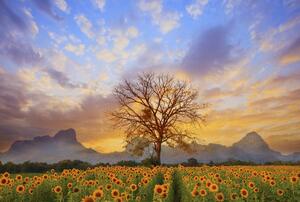 Fototapet - Copac în floarea soarelui (296x200 cm)