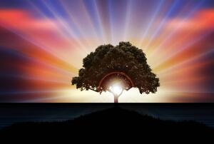 Fototapet - Copac în razele solare (296x200 cm)