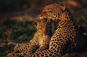 Fotografie Leopard mother and cub , resting, Anup Shah