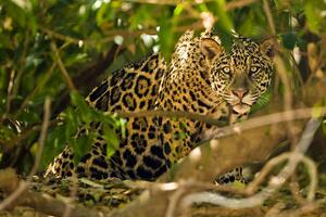 Fotografie Jaguar, McDonald Wildlife Photography Inc