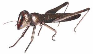 Decorațiune de grădină din metal Grasshopper, 37 x12 x 14 cm