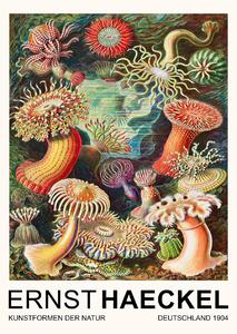 Artă imprimată Actiniae–Seeanemonen / Sea Anemones (Vintage Academia) - Ernst Haeckel, (30 x 40 cm)