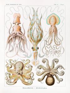 Reproducere Gamochonia–Trichterkraken (Octopus / Academia) - Ernst Haeckel, (30 x 40 cm)