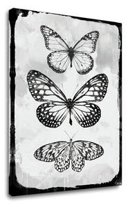Tablouri canvas FLUTURII 1 - piesa XOBCH20477SDE1