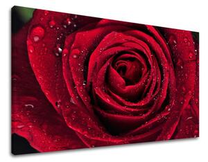 Tablouri canvas FLORI KV012E11