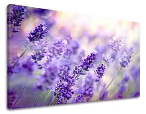 Tablouri canvas FLORI KV070E11