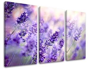 Tablouri canvas 3 - piese FLORI KV070E30