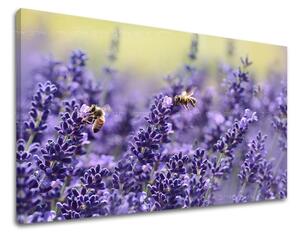 Tablouri canvas FLORI KV091E11