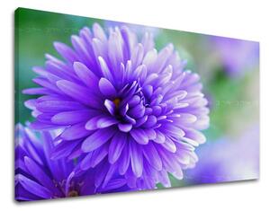 Tablouri canvas FLORI KV090E11