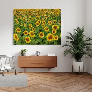 Canvas Dance of Sunflowers