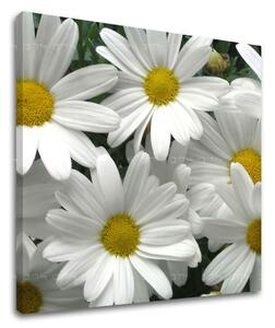 Pictură murală FLOWERS XOBKV106E12
