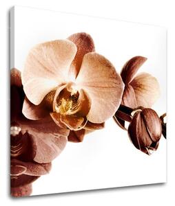 Pictură murală FLOWERS XOBKV110E12