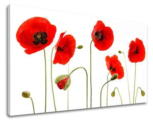 Tablouri canvas FLORI MACI KV117E11