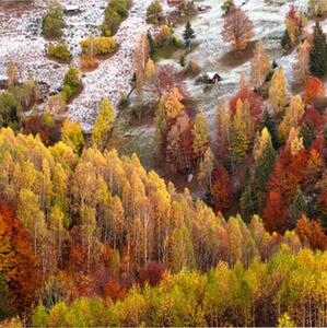 Canvas Autumn Colours