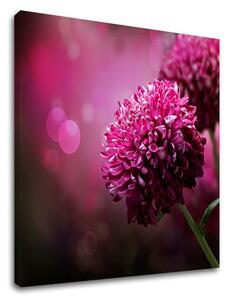 Tablouri canvas ROZ FLORI_149 - 11