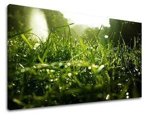 Tablouri canvas PLANTE RA001E11