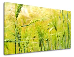 Tablouri canvas PLANTE RA003E11