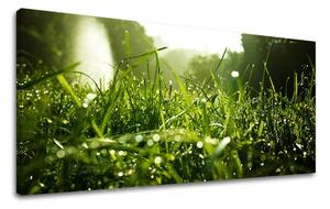 Tablouri canvas PLANTE Panorama RA001E13