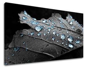 Tablouri canvas PLANTE RA006E11