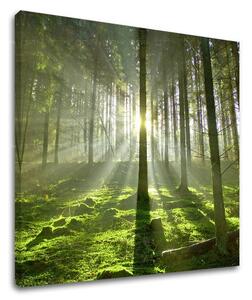 Pictură murală TREES ST021E12