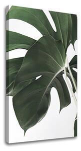 Tablouri canvas PLANTE 010