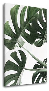 Tablouri canvas PLANTE 009