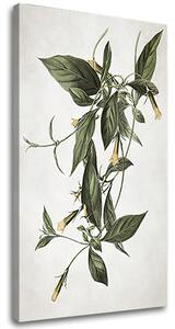 Tablouri canvas PLANTE 012
