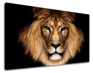 Tablouri canvas ANIMALE ZV009E11