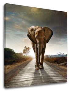 Tablouri canvas ANIMALELE_046 - 12