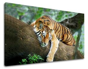Tablouri canvas ANIMALE ZV034E11