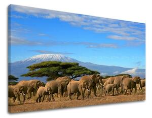 Tablouri canvas ANIMALE ZV036E11