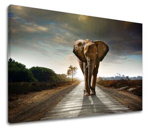 Tablouri canvas ANIMALELE_046 - 11