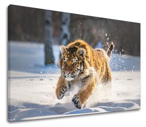 Tablouri canvas ANIMALELE_048 - 11