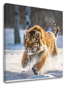 Tablouri canvas ANIMALELE_048 - 12