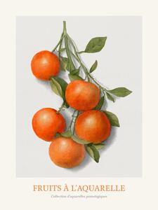 Reproducere Oranges (Watercolour Kitchen Fruit)