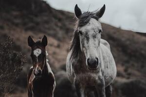 Fotografie Selective focus shot of horses on, Wirestock