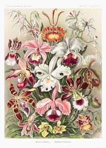 Artă imprimată Orchideae–Denusblumen / A. Giltsch, gem (Orchids / Academia) - Ernst Haeckel, (30 x 40 cm)