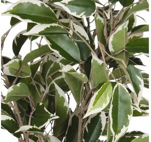 Plantă artificială, Ficus natasja, mix nuanțe verde
