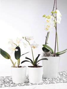 Vază pentru orhidee Soendgen Merina, ceramică, Ø 14 cm, alb