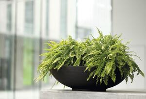 Vas plante Lafiora Liam plastic Ø 60 cm H 16,5 cm negru
