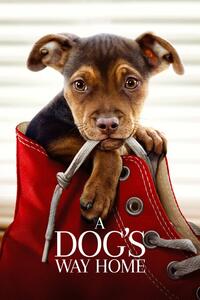 Ilustrație A Dog's Way Home (2019)