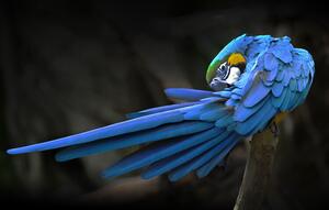 Fotografie Blue parrot, Abbas Ali Amir