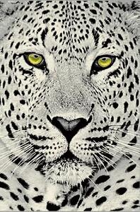 Covor Kolibri 11368-190 Leopard Selectează mărime: 080 X 150